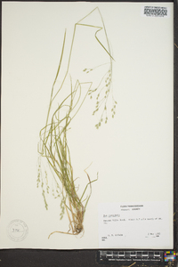 Poa cuspidata image