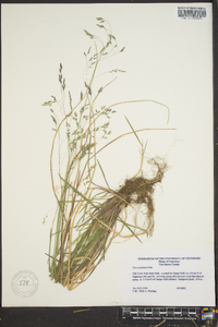 Poa cuspidata image