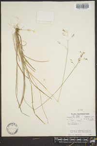 Poa cuspidata image