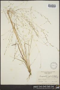 Eragrostis refracta image