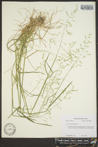 Poa sylvestris image