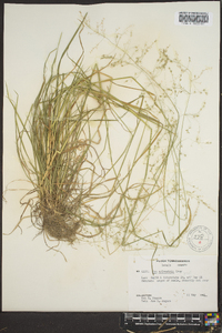 Poa sylvestris image