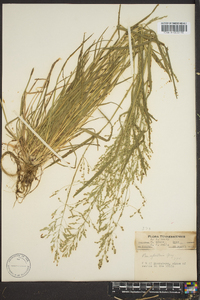 Poa sylvestris image