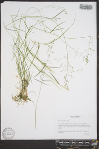 Poa sylvestris image