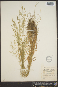 Poa sylvestris image