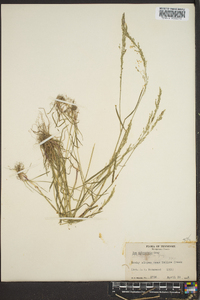 Poa sylvestris image