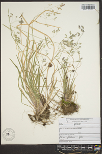 Poa sylvestris image