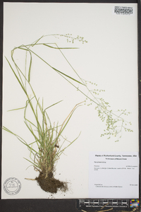 Poa sylvestris image