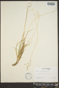 Poa sylvestris image