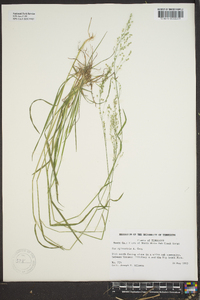 Poa sylvestris image