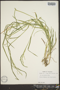 Poa sylvestris image