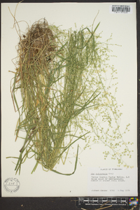 Poa sylvestris image