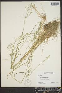 Poa sylvestris image