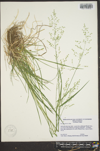 Poa sylvestris image