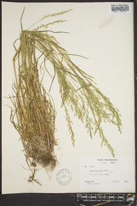 Poa sylvestris image