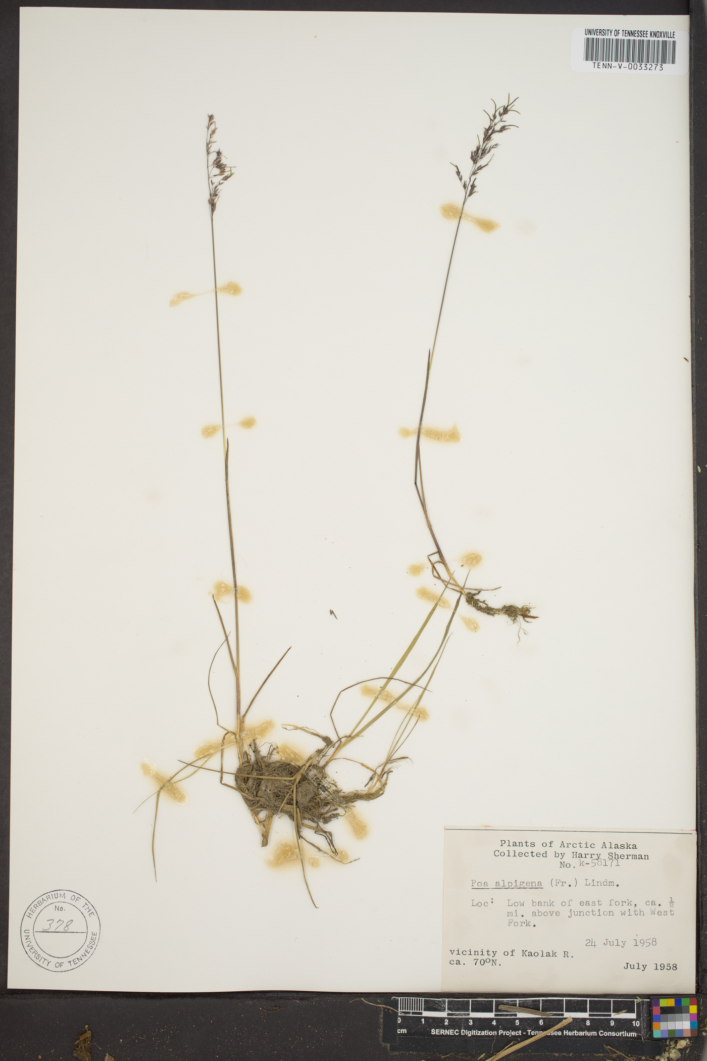 Poa alpigena image