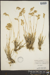 Poa alpina image