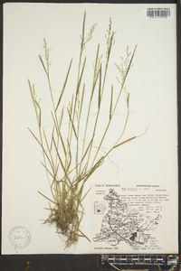 Poa alsodes image