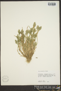 Poa arachnifera image