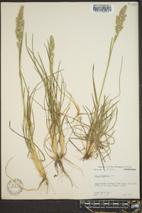 Poa arachnifera image