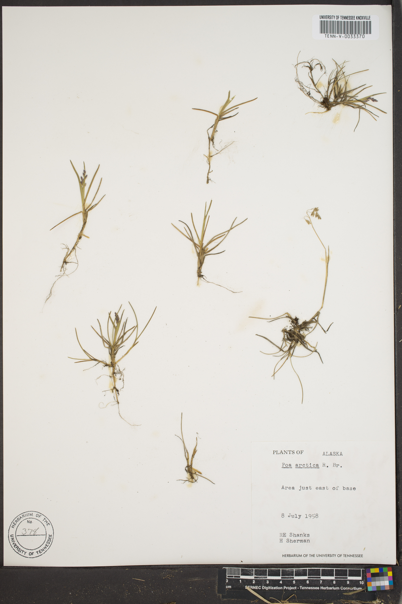 Poa araratica image