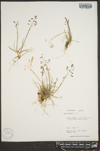 Poa araratica image