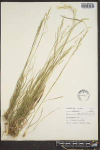 Poa autumnalis image