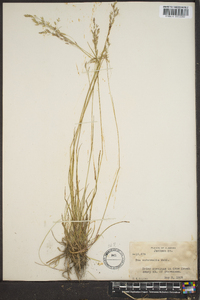 Poa autumnalis image