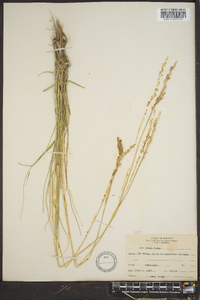 Poa autumnalis image