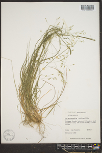 Poa autumnalis image