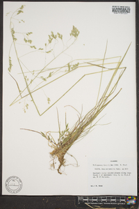 Poa autumnalis image