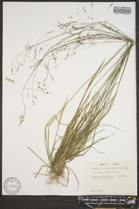 Poa autumnalis image