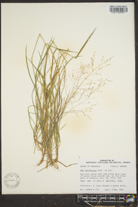 Poa autumnalis image