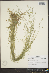 Poa autumnalis image