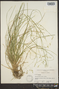 Poa autumnalis image