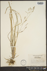 Poa autumnalis image