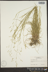 Poa autumnalis image