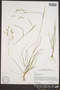 Poa autumnalis image