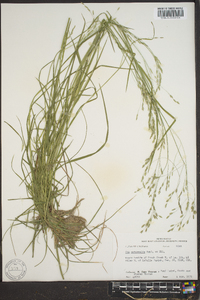 Poa autumnalis image