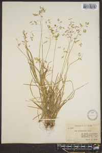 Poa autumnalis image