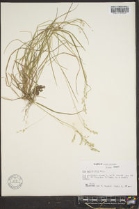 Poa autumnalis image