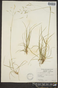 Poa autumnalis image