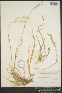 Poa autumnalis image