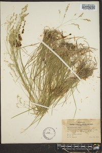 Poa autumnalis image