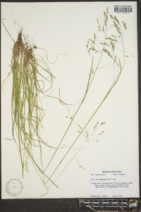 Poa autumnalis image