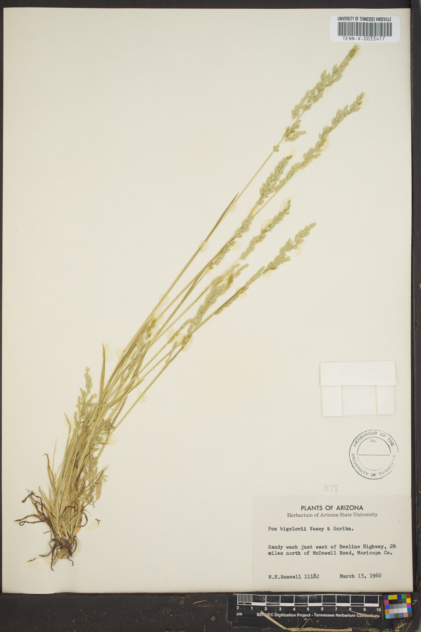 Poa brachyanthera image