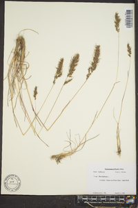 Poa brachyanthera image