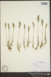 Poa bulbosa image