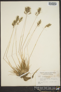 Poa bulbosa image