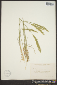 Poa secunda var. secunda image